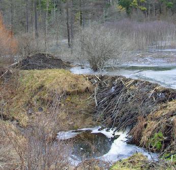 Honda hut beaver dam #5