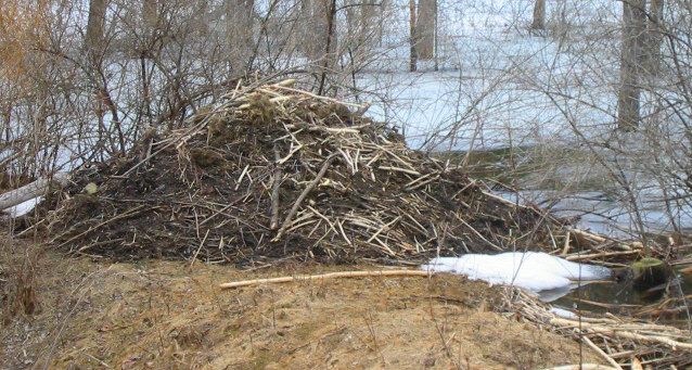 Honda hut beaver dam #7